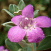 Leucophyllum Frutescens