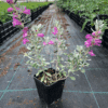 Leucophyllum Frutescens