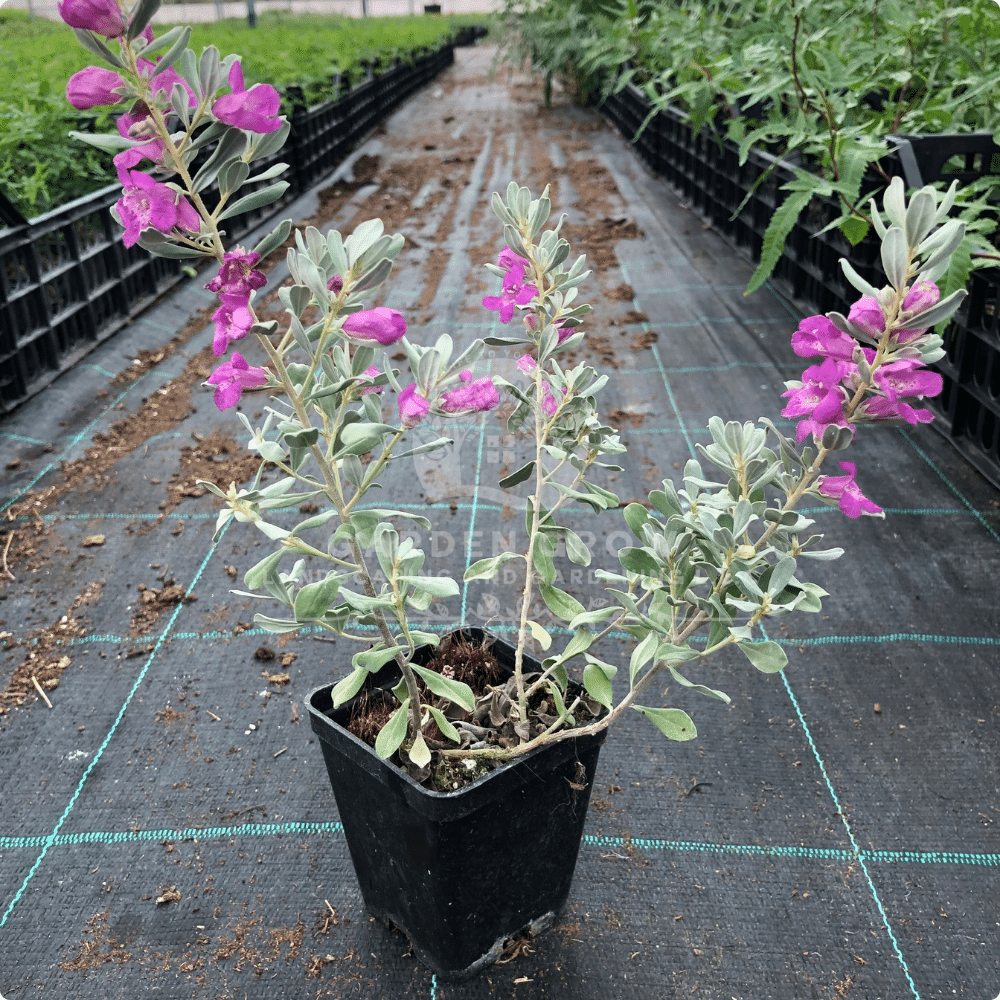 Leucophyllum Frutescens
