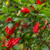 Malvaviscus Arboreus