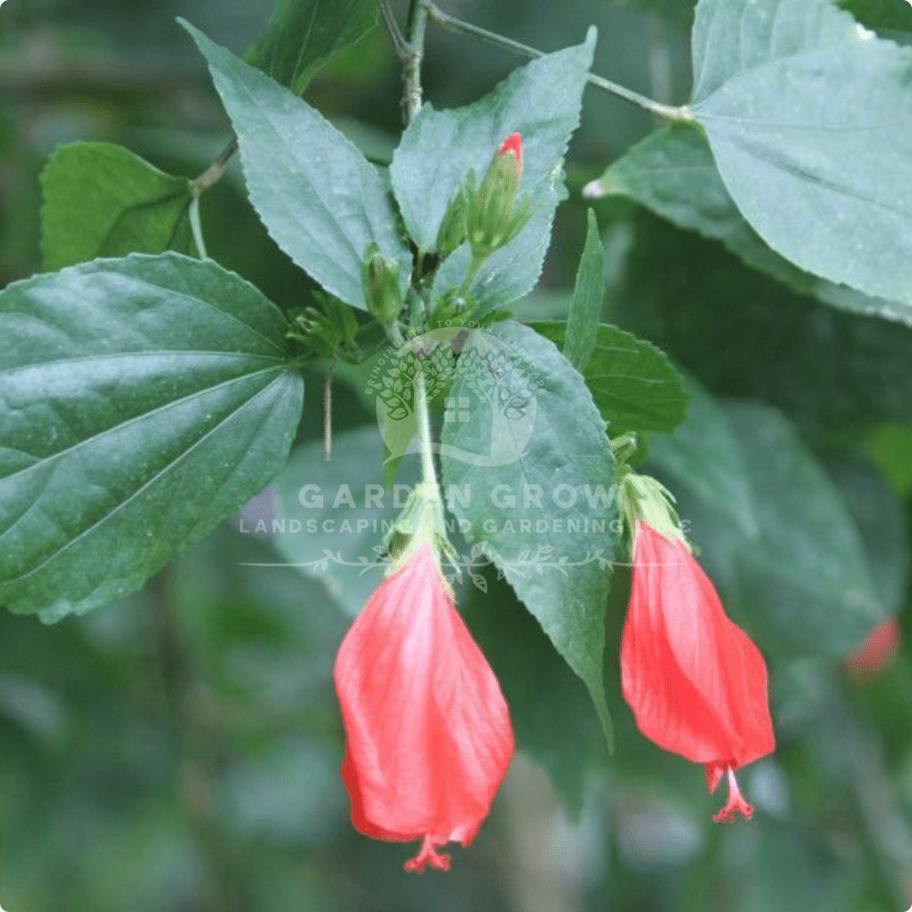 Malvaviscus Arboreus