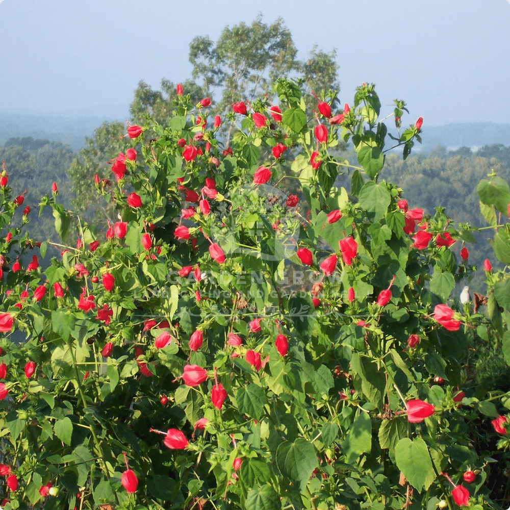 Malvaviscus Arboreus