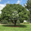 Mangifera indica (Mango Tree)