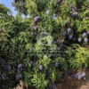 Mangifera indica (Mango Tree)