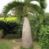 Mascarena Lageniculus (Bottle Palm)