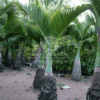 Mascarena Lageniculus (Bottle Palm)