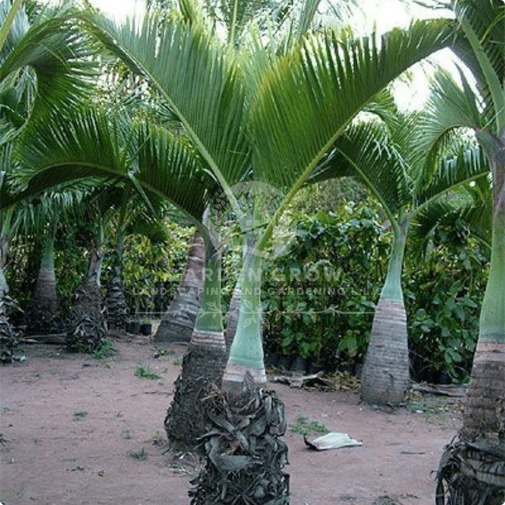 Mascarena Lageniculus (Bottle Palm)
