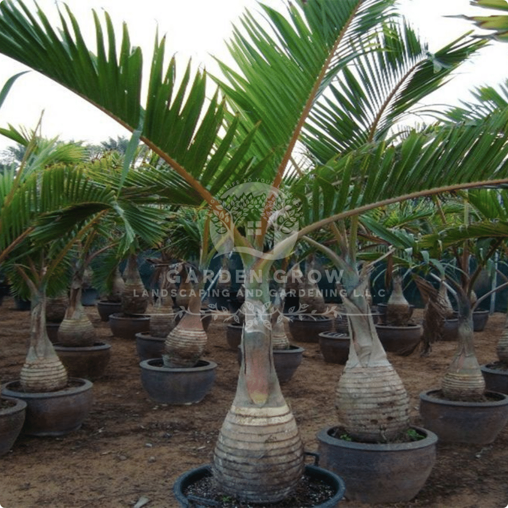Mascarena Lageniculus (Bottle Palm)