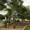 Millingtonia hortensis (Indian Cork Tree)