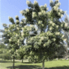 Millingtonia hortensis (Indian Cork Tree)