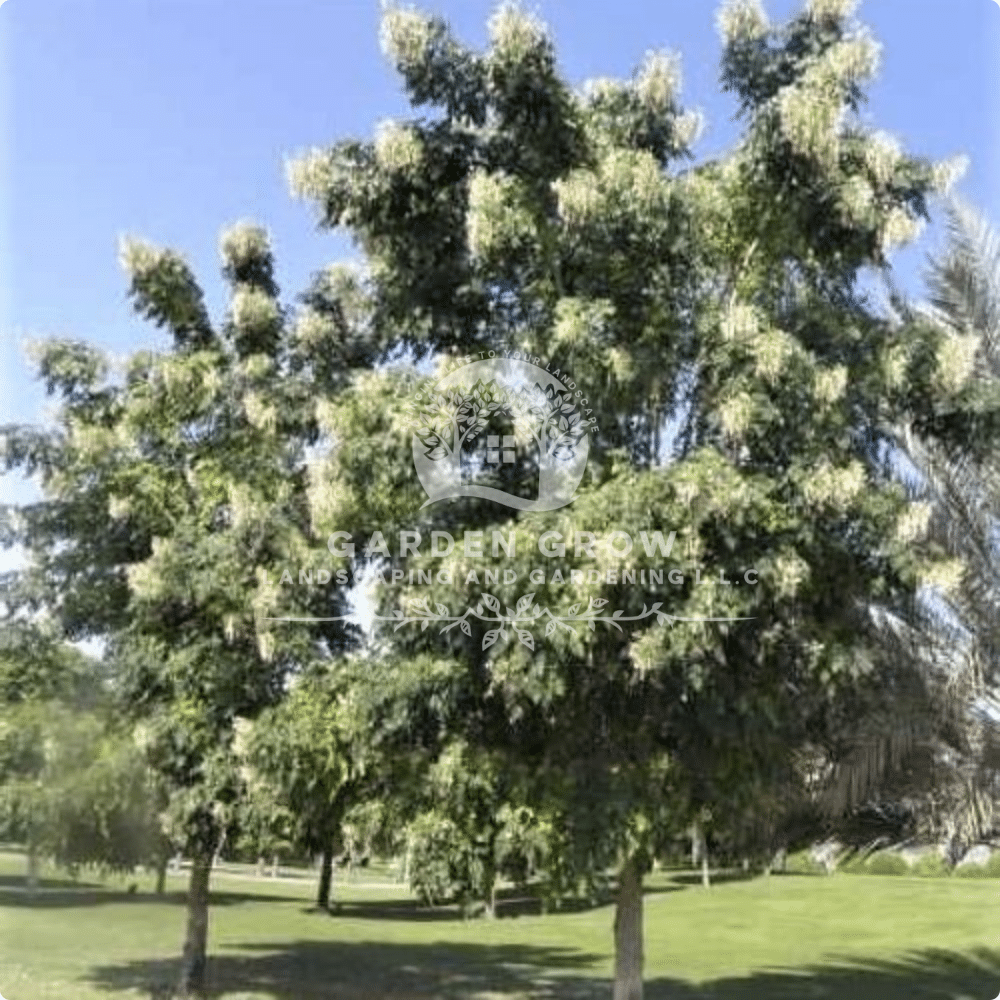 Millingtonia hortensis (Indian Cork Tree)