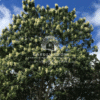Millingtonia hortensis (Indian Cork Tree)
