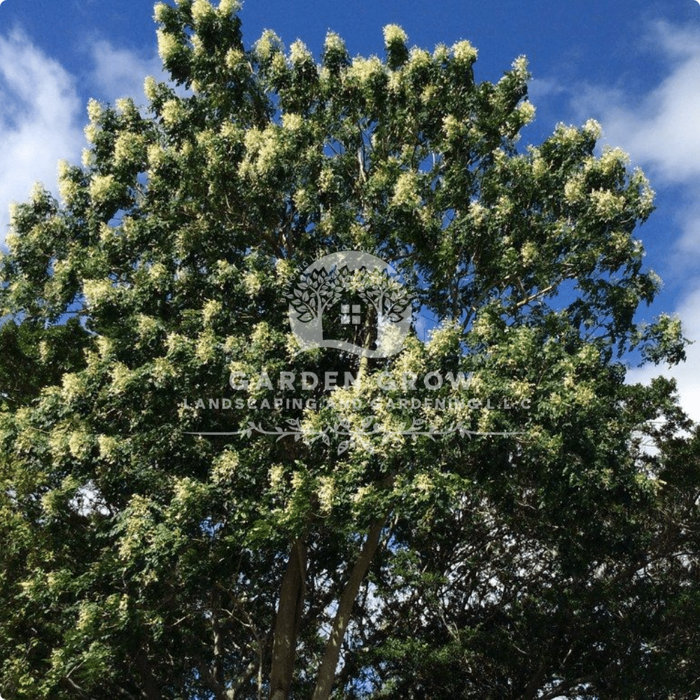 Millingtonia hortensis (Indian Cork Tree)