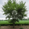 Morus alba (White Mulberry Tree)