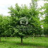 Morus alba (White Mulberry Tree)