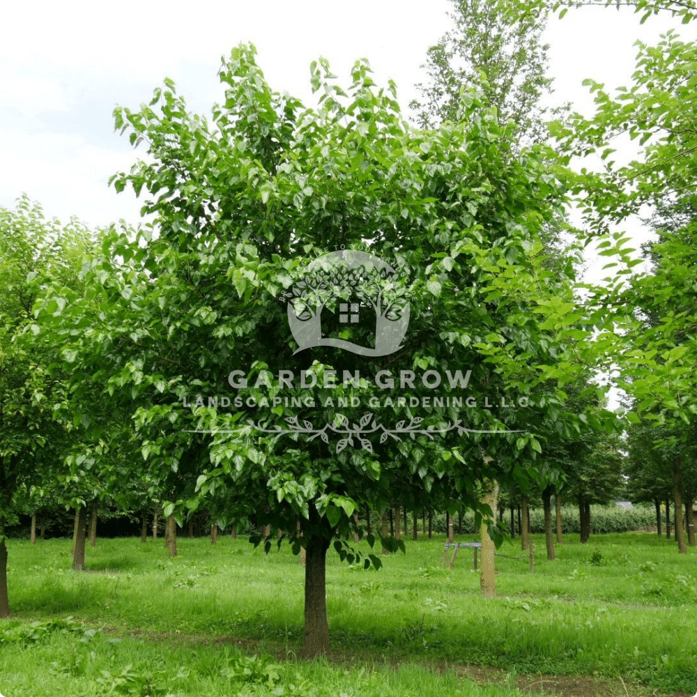 Morus alba (White Mulberry Tree)