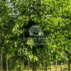 Morus alba (White Mulberry Tree)