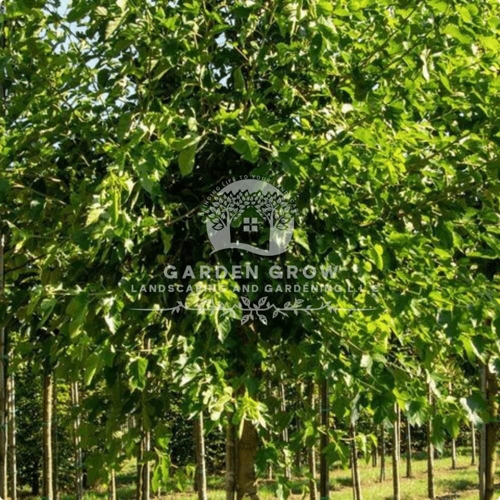 Morus alba (White Mulberry Tree)