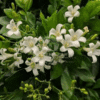 Murraya Exotica (Orange Jasmine)