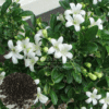 Murraya Exotica (Orange Jasmine)