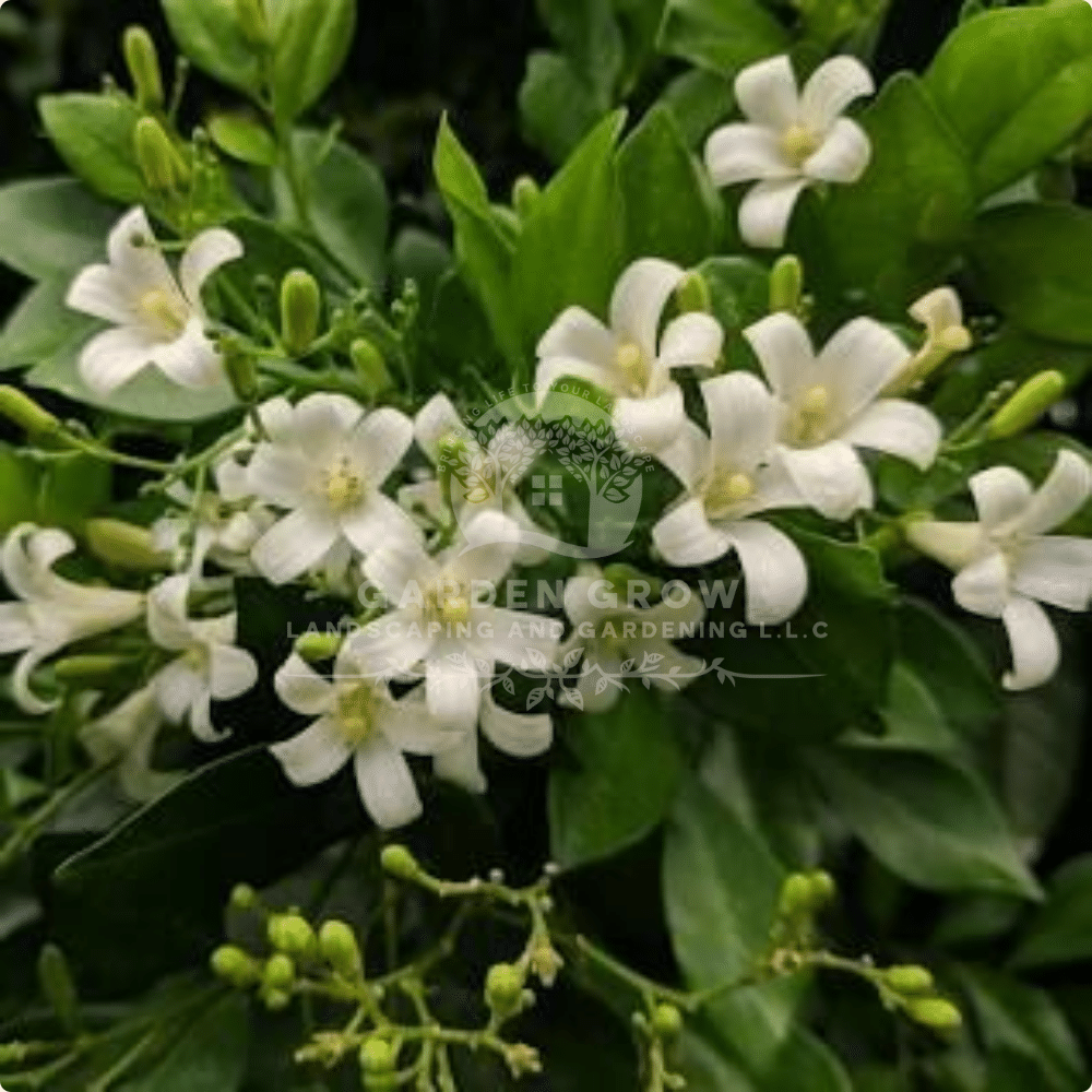 Murraya Exotica (Orange Jasmine)