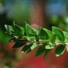 Myrtus Communis