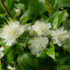 Myrtus Communis