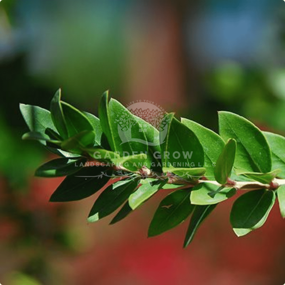 Myrtus Communis