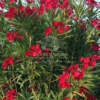 Nerium Oleander