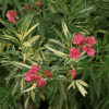 Nerium Oleander