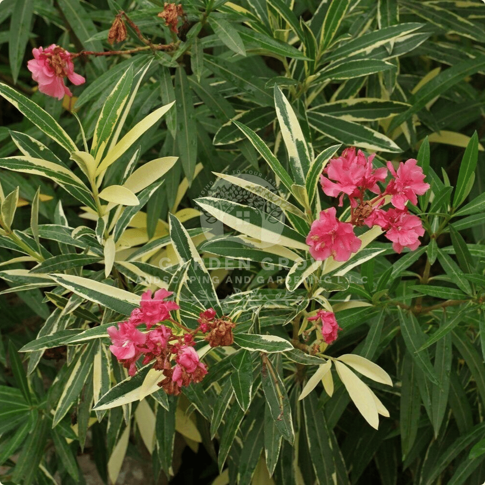 Nerium Oleander