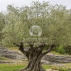 Olea europaea (Olive Tree)