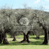 Olea europaea (Olive Tree)