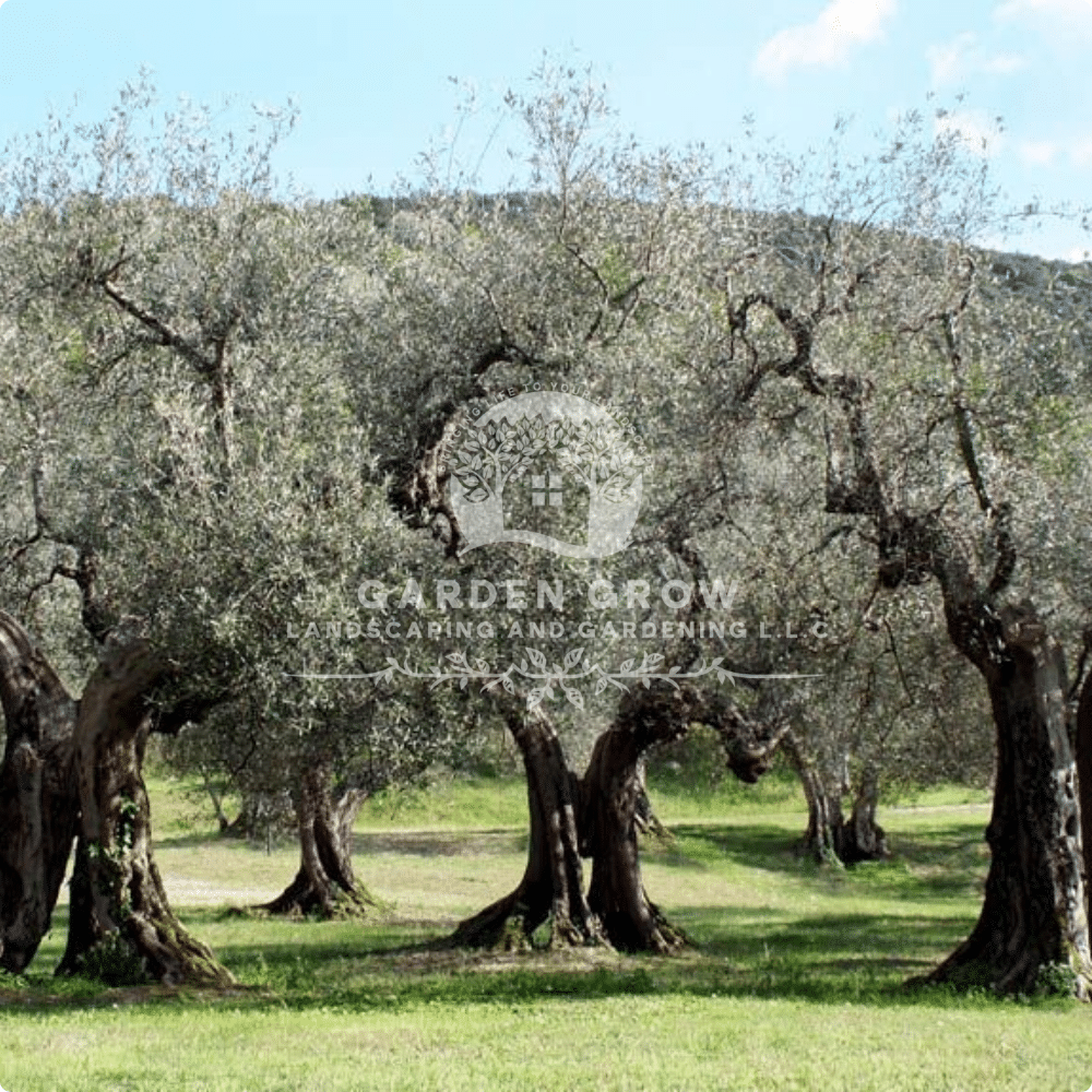 Olea europaea (Olive Tree)