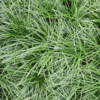 Ophiopogon Japonicus
