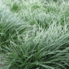 Ophiopogon Japonicus