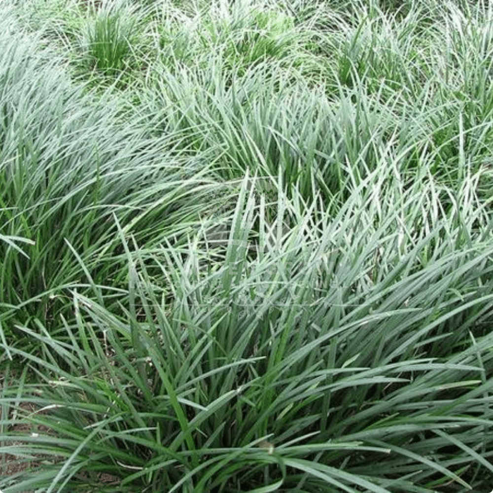 Ophiopogon Japonicus