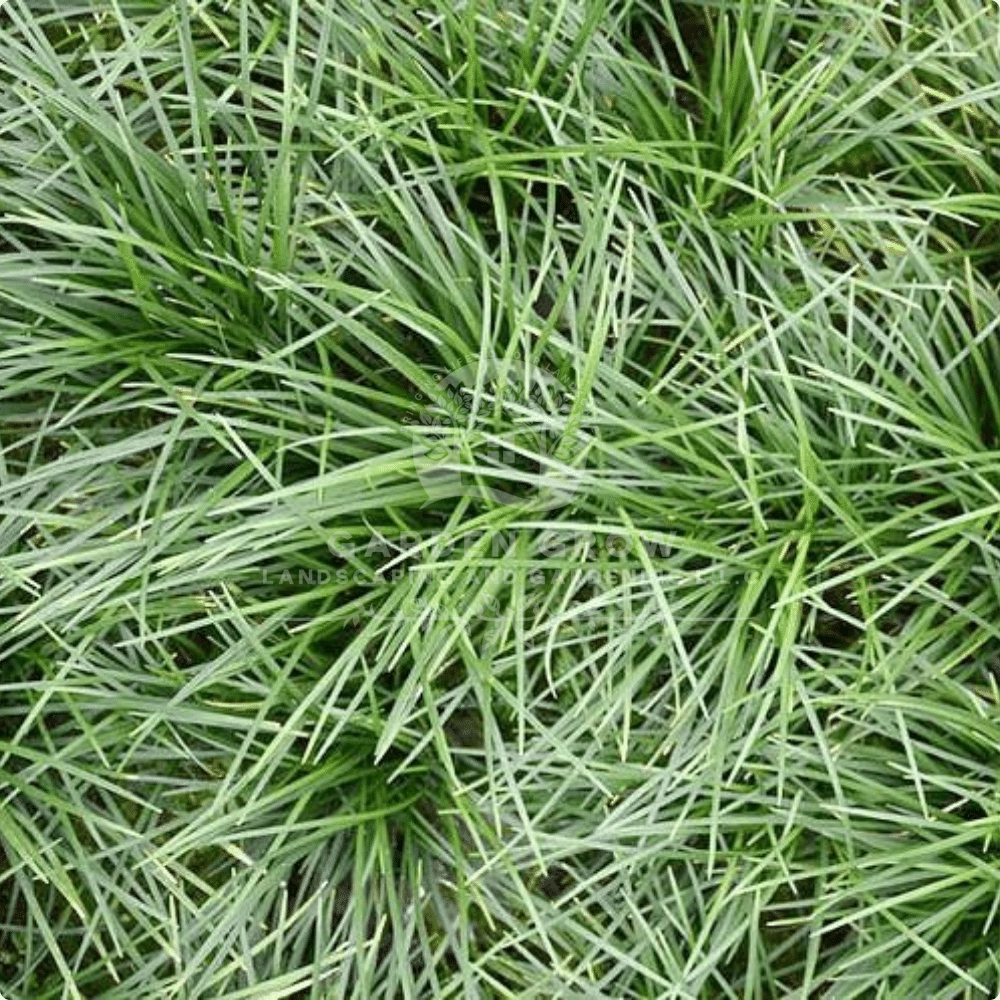 Ophiopogon Japonicus