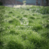 Paspalum Grass