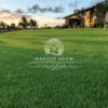 Paspalum Grass