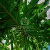 Philodendron Bipinnatifidum