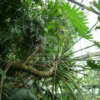 Philodendron Bipinnatifidum