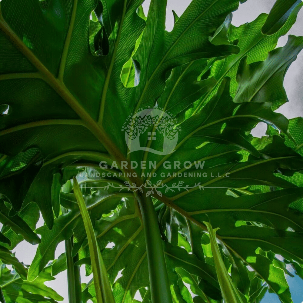 Philodendron Bipinnatifidum