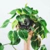 Philodendron Scandens