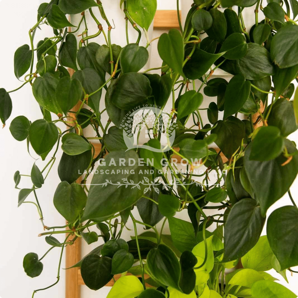 Philodendron Scandens