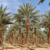 Phoenix Dactylifera (Date Palm)