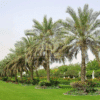 Phoenix Dactylifera (Date Palm)