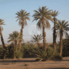 Phoenix Dactylifera (Date Palm)