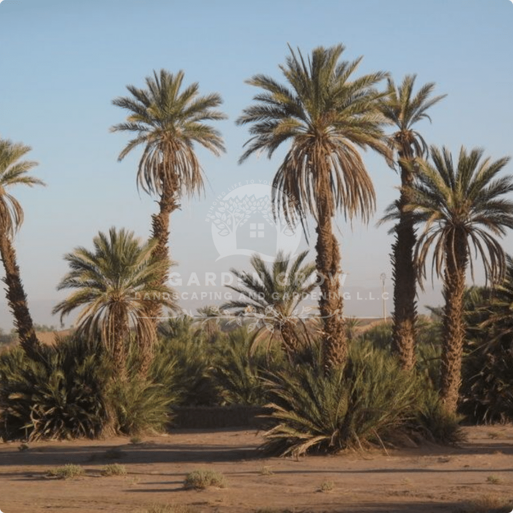 Phoenix Dactylifera (Date Palm)