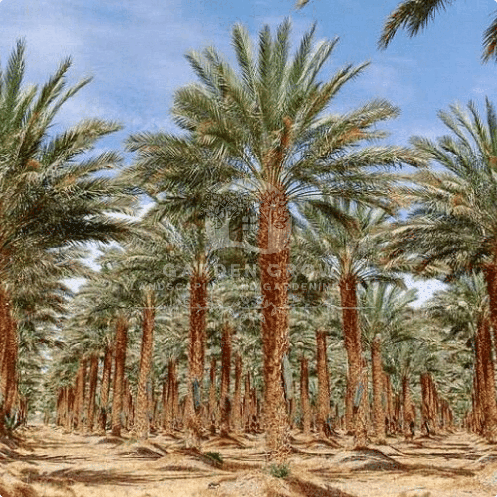 Phoenix Dactylifera (Date Palm)
